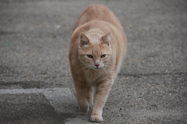 20090207_provencetrip_27_arles_cat